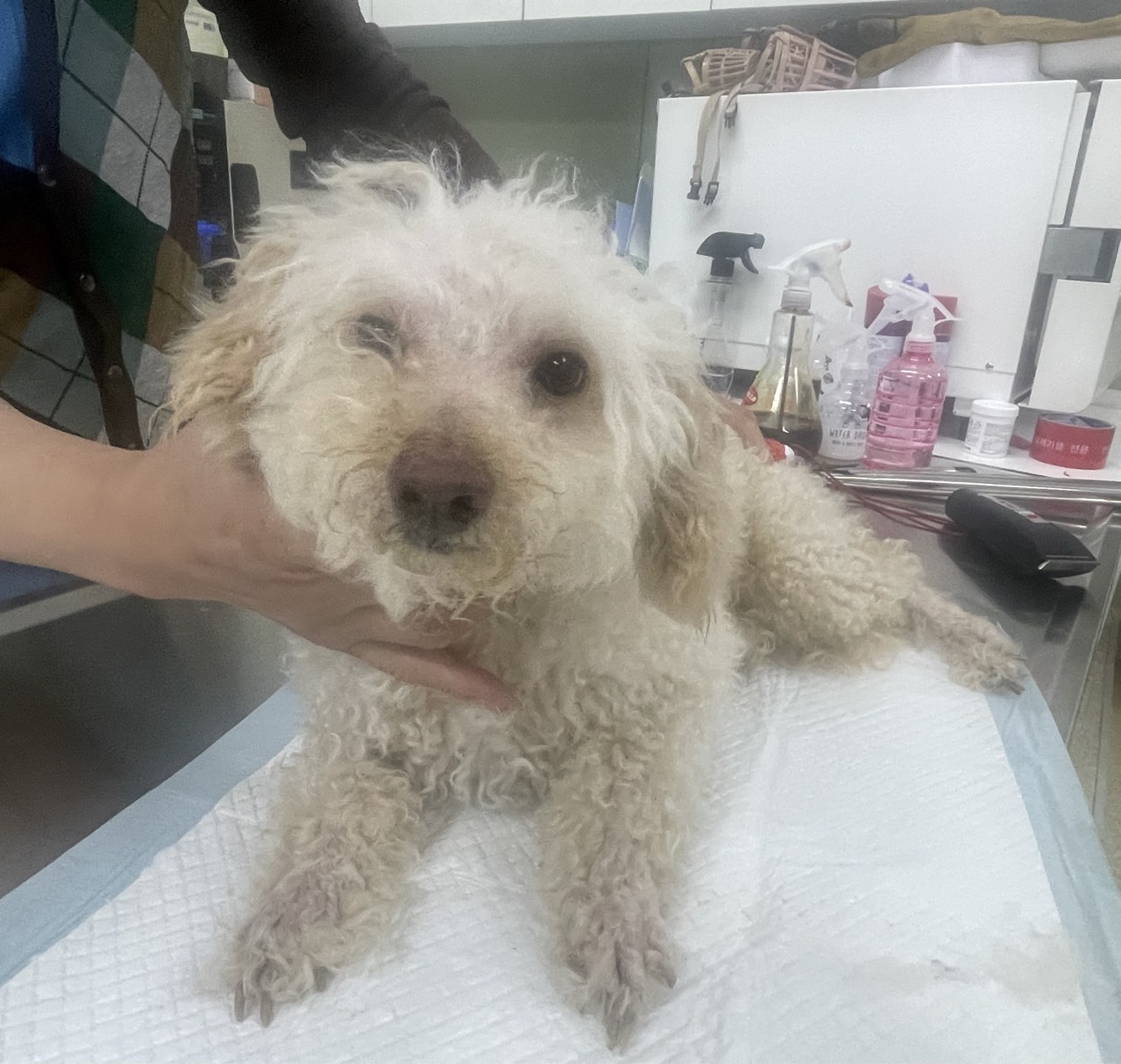 남양주시동물보호센터_441399202402005
